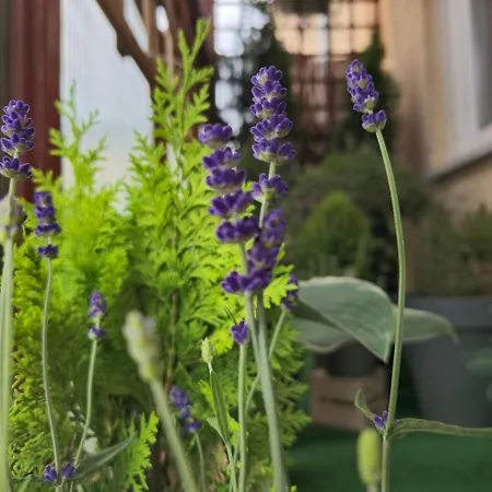 Apartment Magvel Szczecin