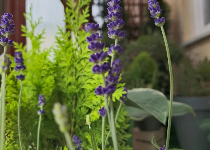 شقة Magvel شتشيتسين