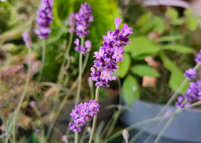 アパート Magvel シュチェチン